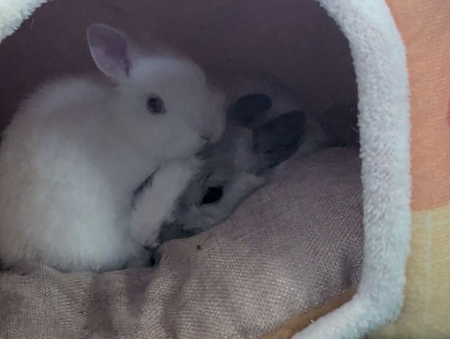 Декоративні кролики. Дуже дружні. Кастрований хлопчик.