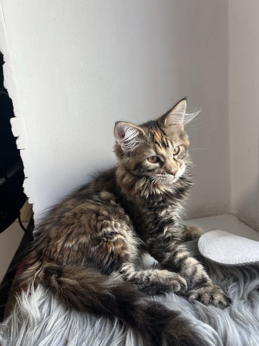 Kotka Maine Coon “GIGI” f22 FPL/FIFE – klasyczny czarny szylkret