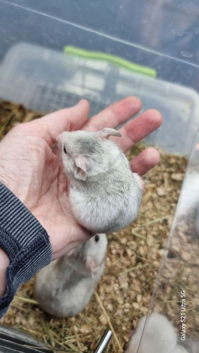 Хомяк серебро розовый много окрасов хомячки джунгарские