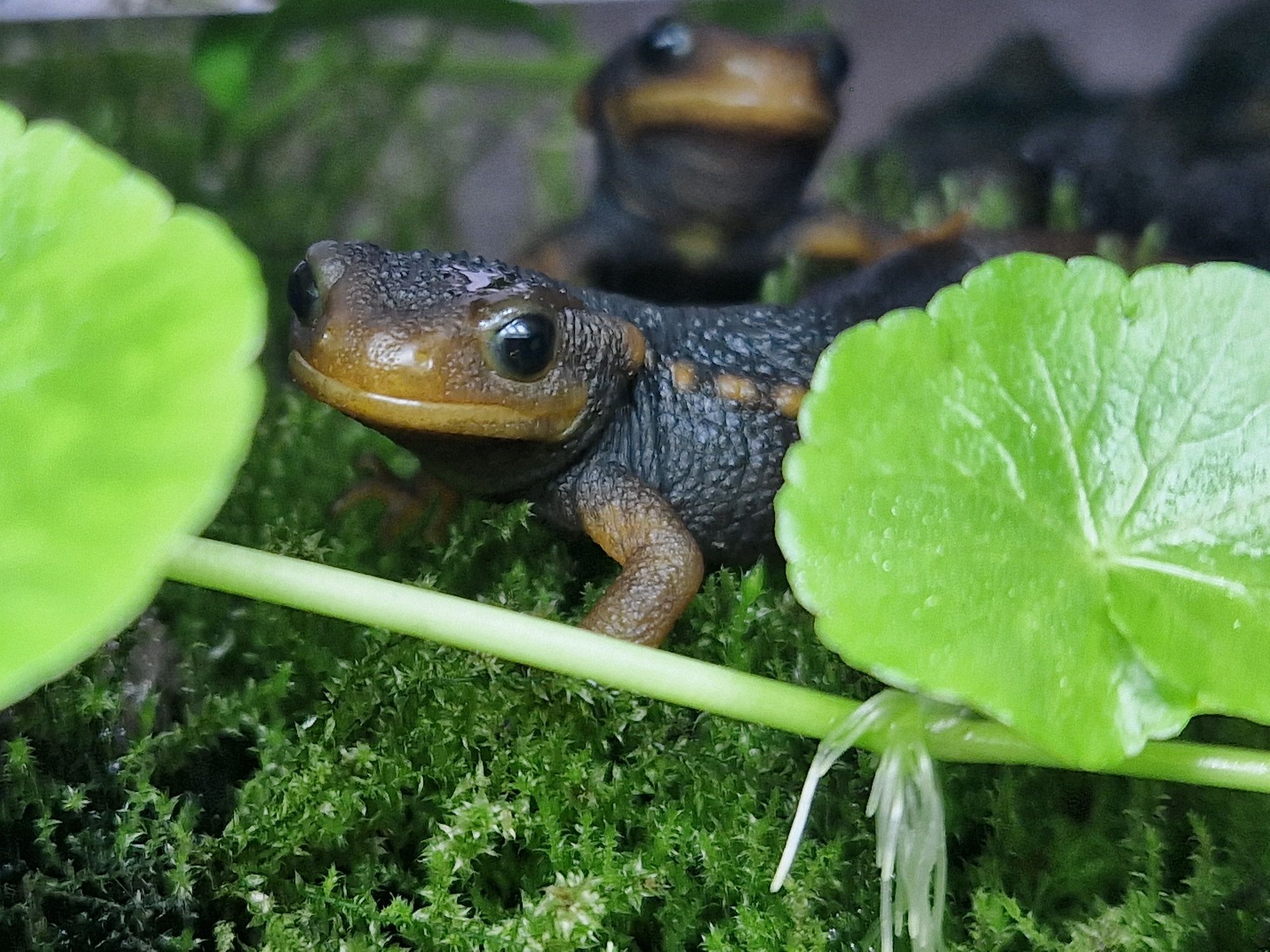 Traszka Tylototriton verrucosus