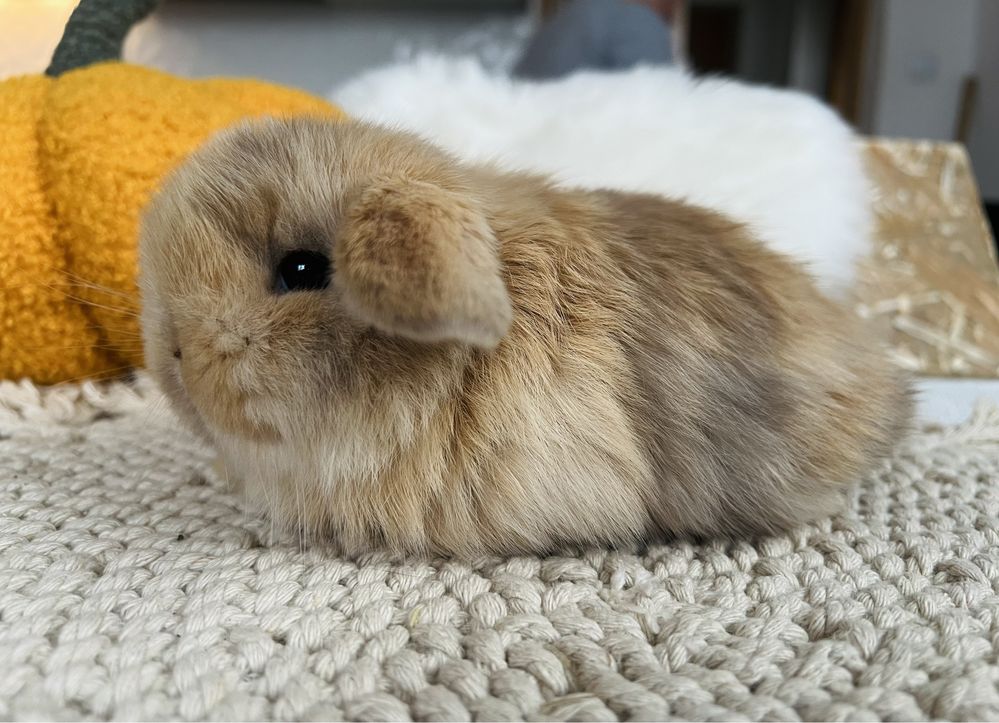 MINI LOP 100% króliki rasowe, HODOWLA - króliczek miniaturka, królik