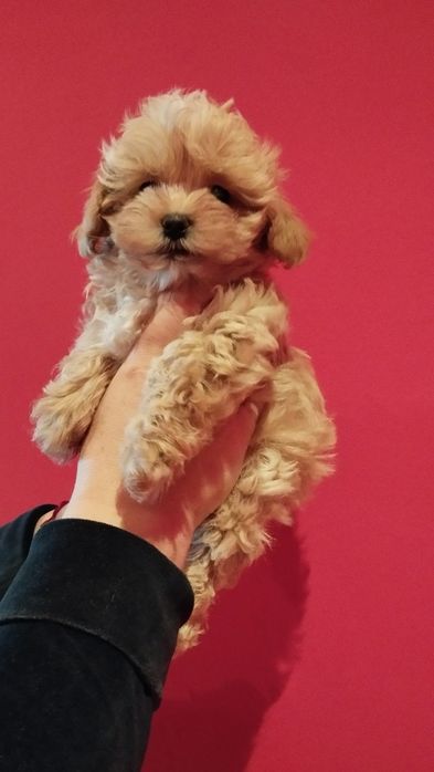 Maltipoo piesek rodowód