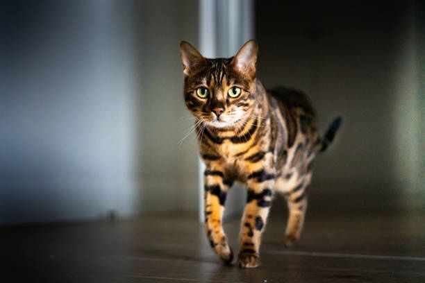 Продам бенгальського кота.