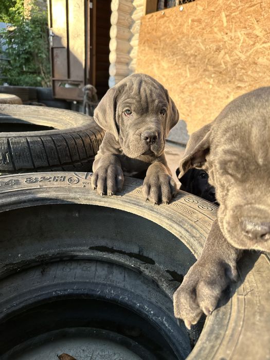 Голубой щенок Робби 2мес Кане-Корсо