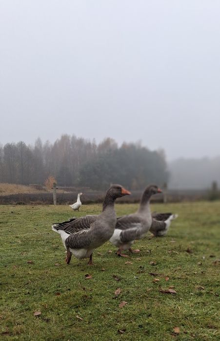 Gąsior  Landes zamienię za gaske
