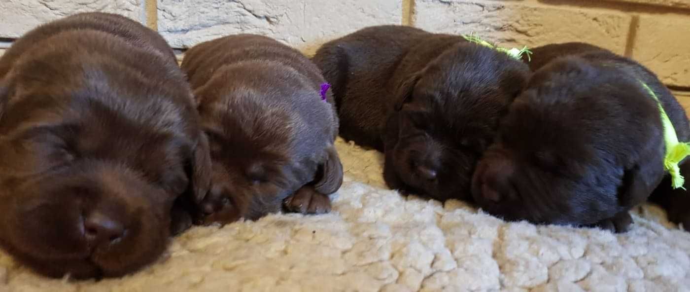 Labrador Retriever szczenie z rodowodem ZKwP, FCI Badania Genetyczne