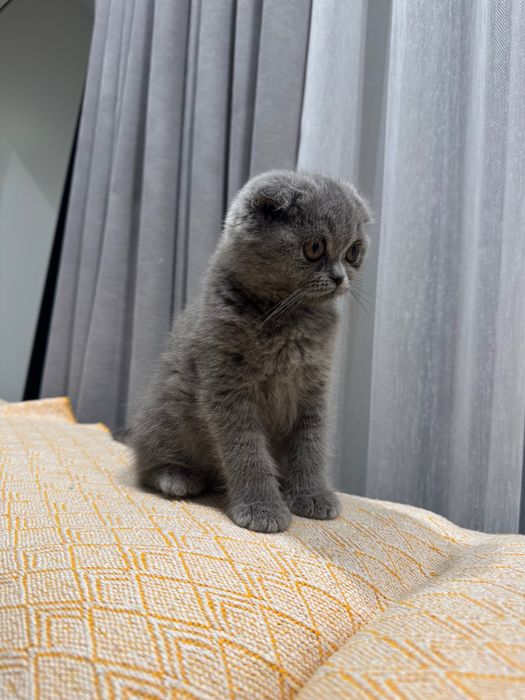 Gatinha Scottish fold