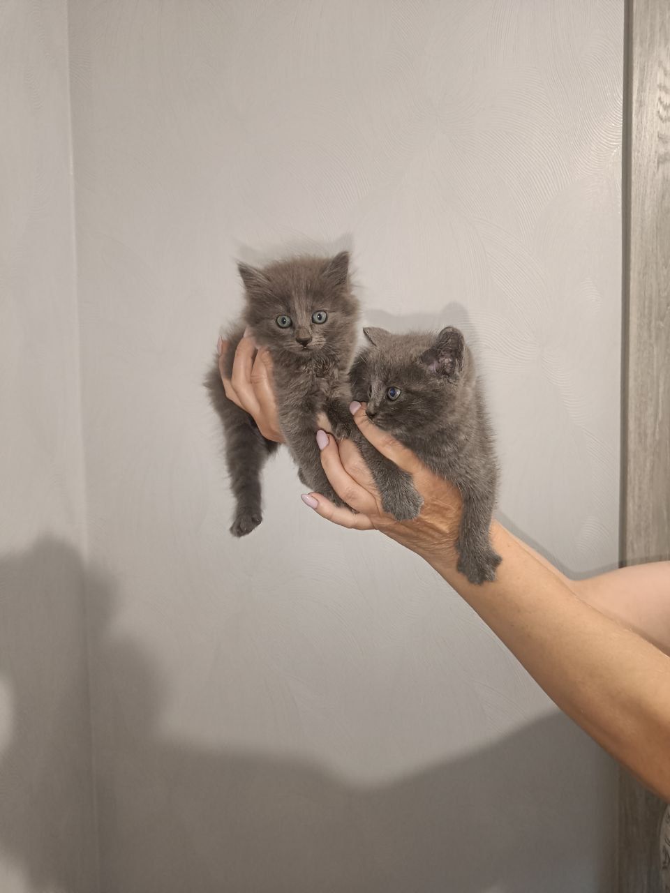 Отдам котят в хорошие руки