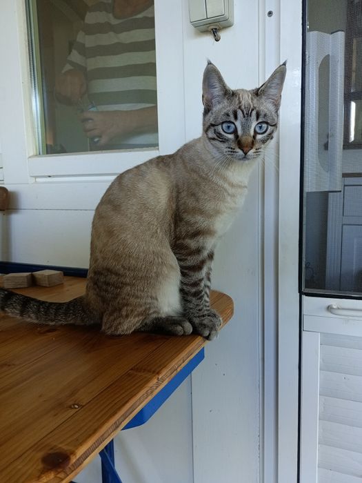 2 gatos para adopção