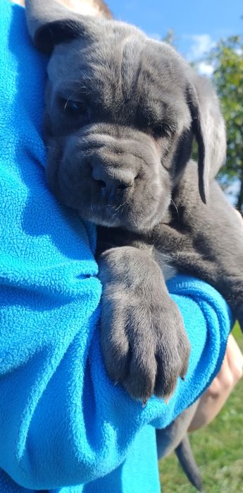 Cane Corso suczka FCI