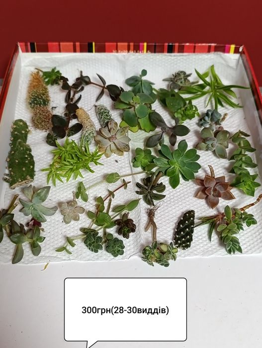 Сукуленти кімнатні