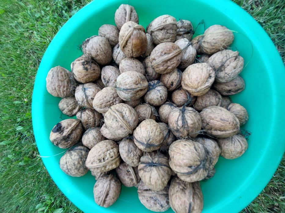 Tegoroczne orzechy włoskie cena 1 kg