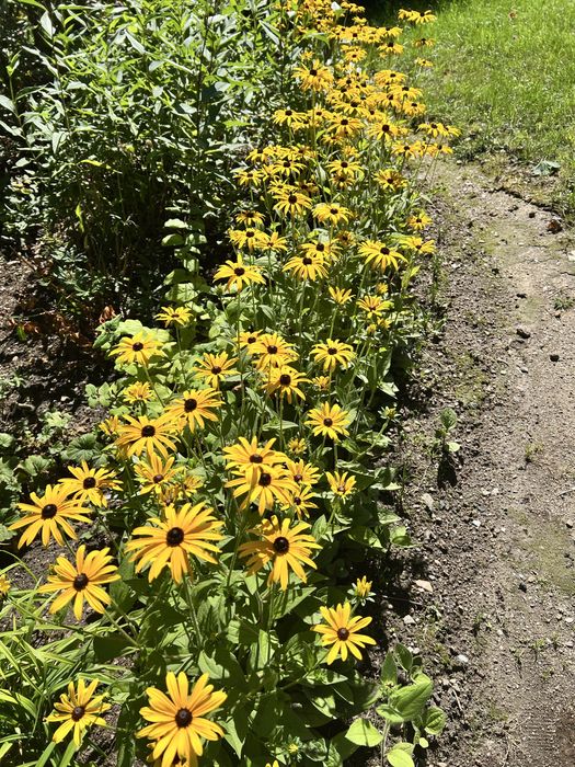 Sadzinki rudbekia, dzwonki ogrodowe