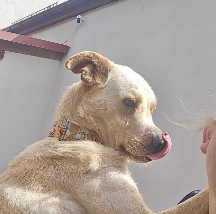 BALTAZAR pies w typie labradora , który uwielbia ludzi