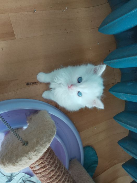 Ragdoll kociczka