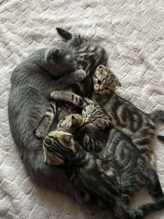 Британські весловухі кошеня