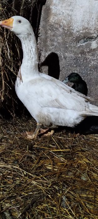 Gąsior, gęśi koludzkiej. Młody tegoroczny