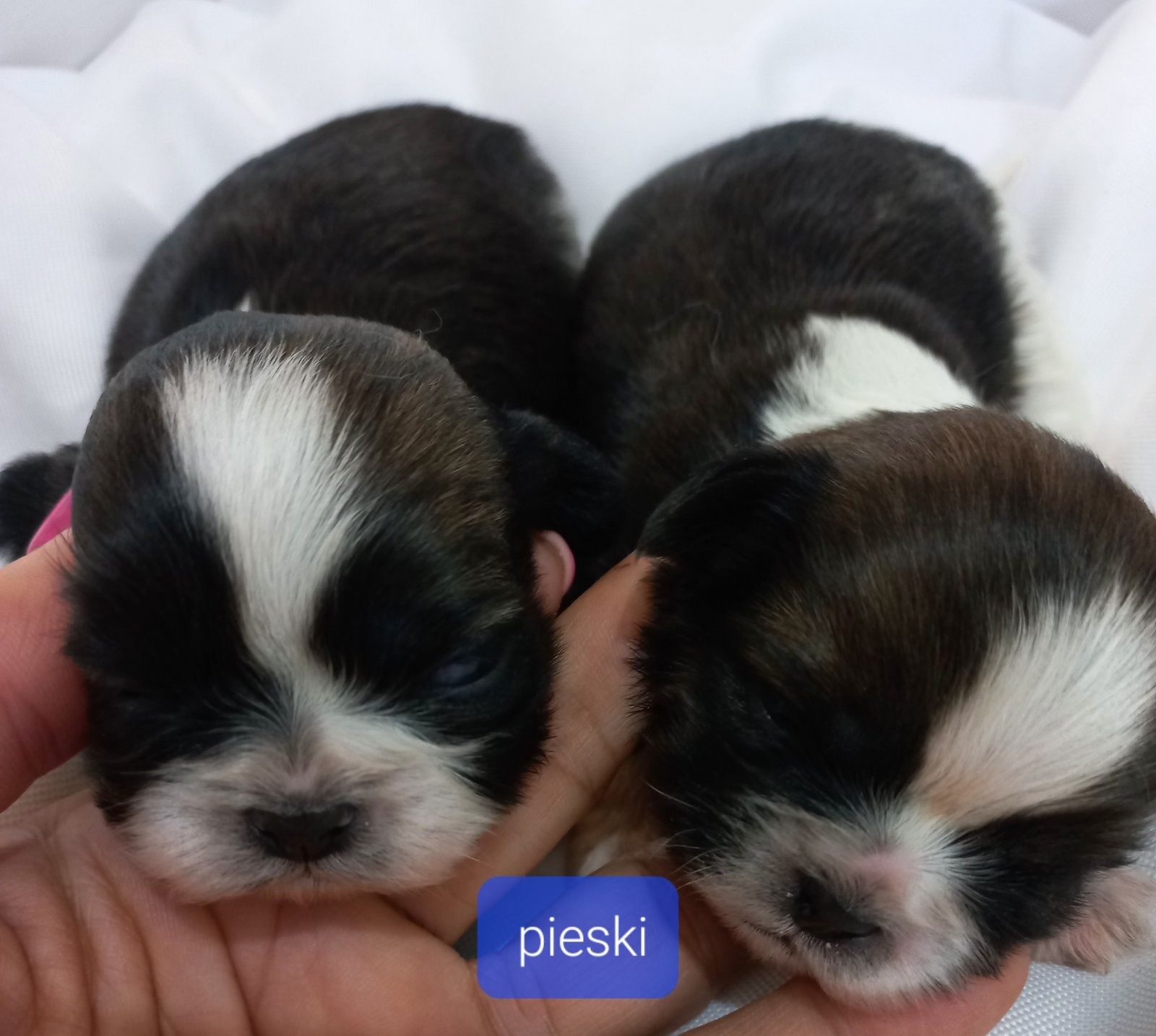 Shih tzu, piesek, szczeniak