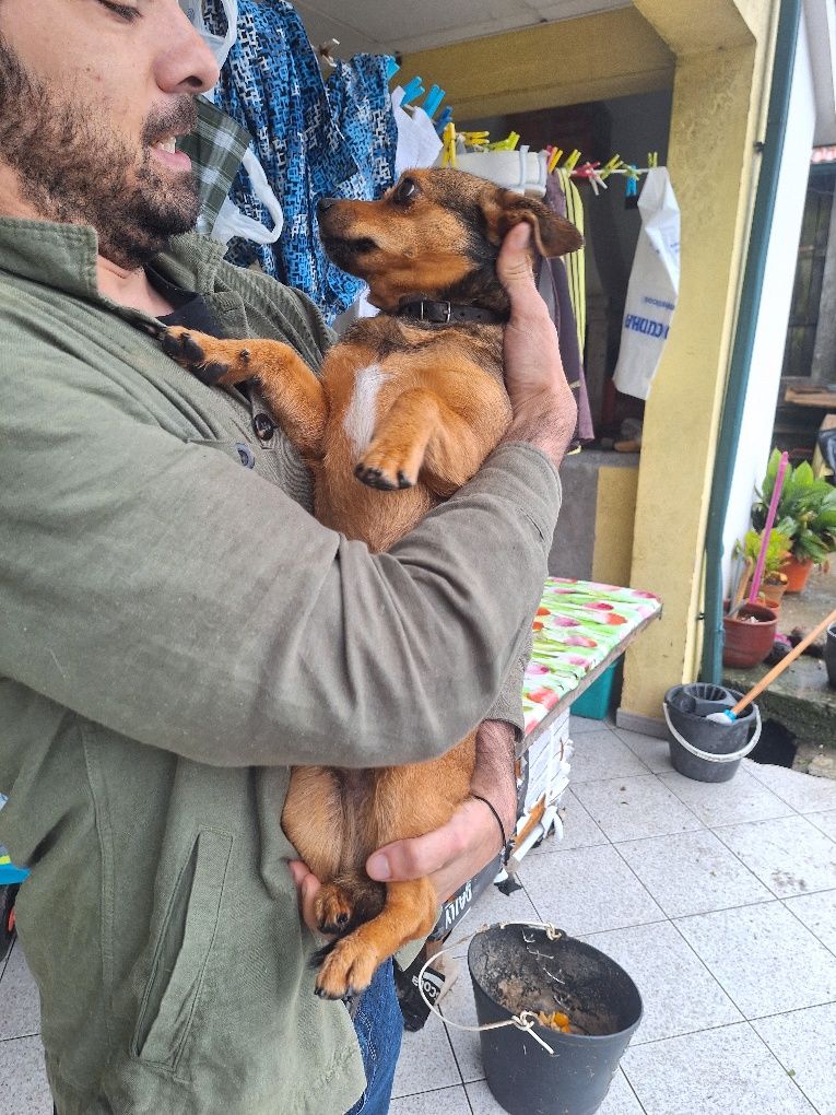 Cachorro simpatico e amigavel