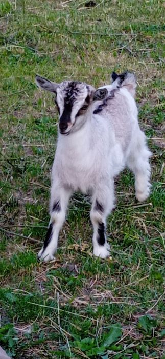 Від доброї кізоньки.