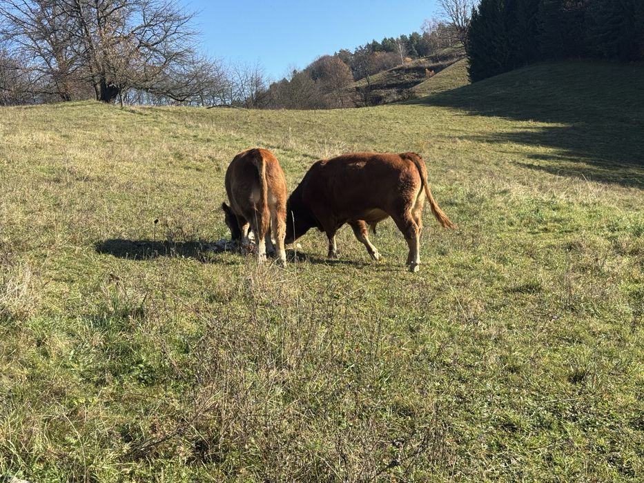 Byki limousine roczne