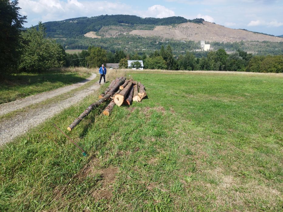 Drzewo do obróbki i na opał