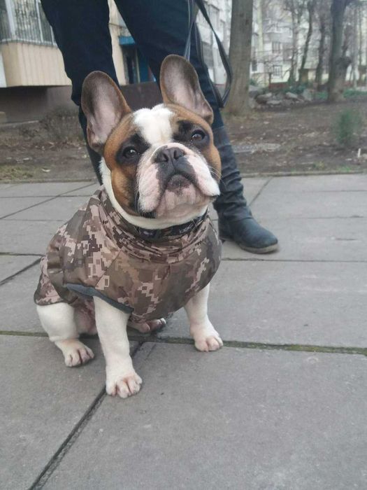 Вязка французский бульдог!Ліпше спочатку пишіть а потом дзвоніть !