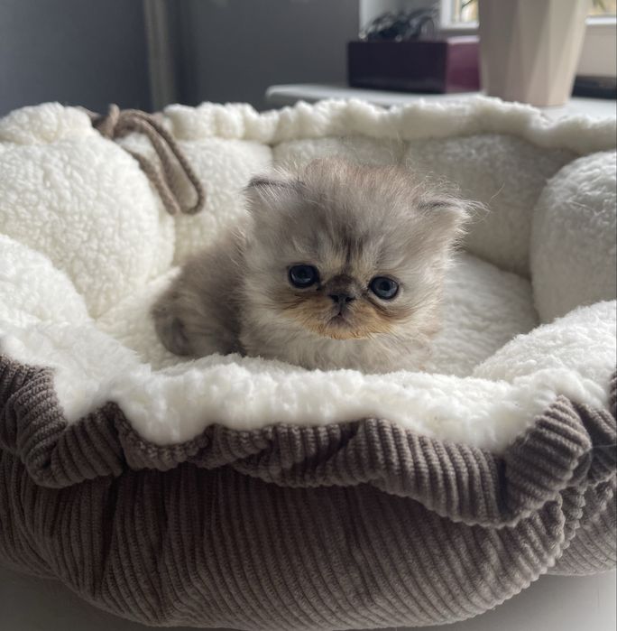 Kot Perski Pers RODOWÓD persa samiec kota