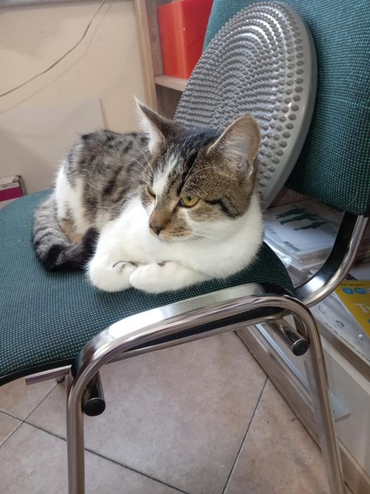 Oddam kotkę w dobre ręce