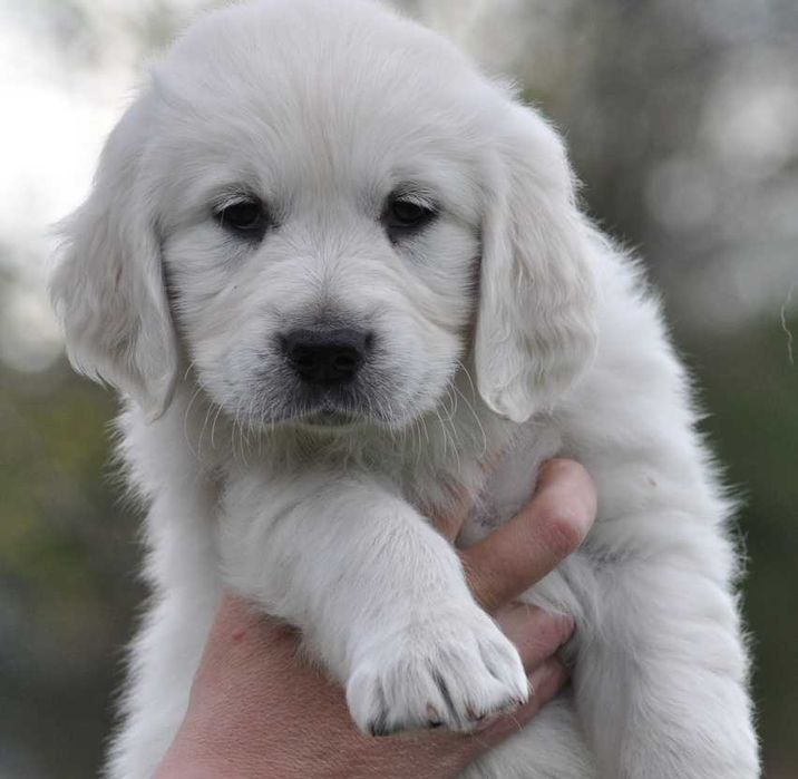 golden retriever