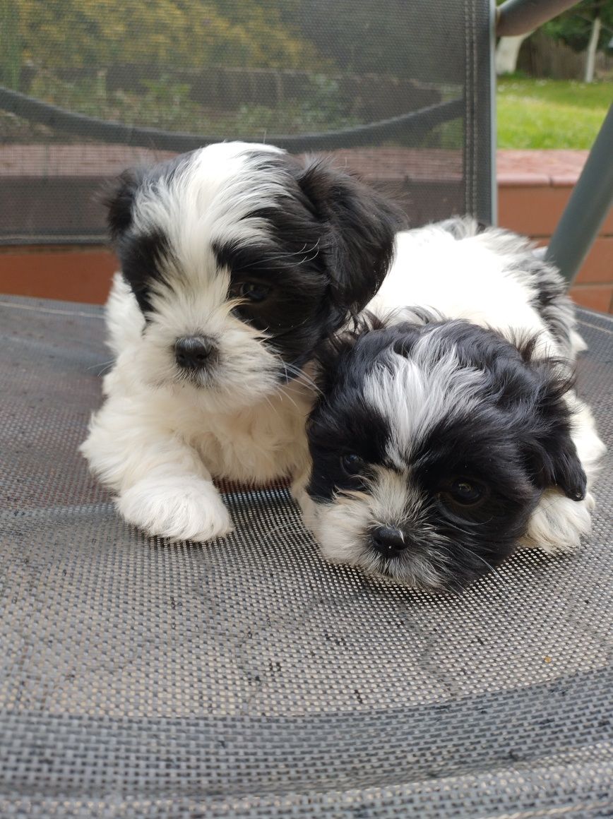 Sprzedam Pieska SHIH TZU