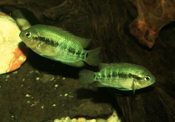 Ciclídeo Arco Íris (Herotilapia multispinosa)