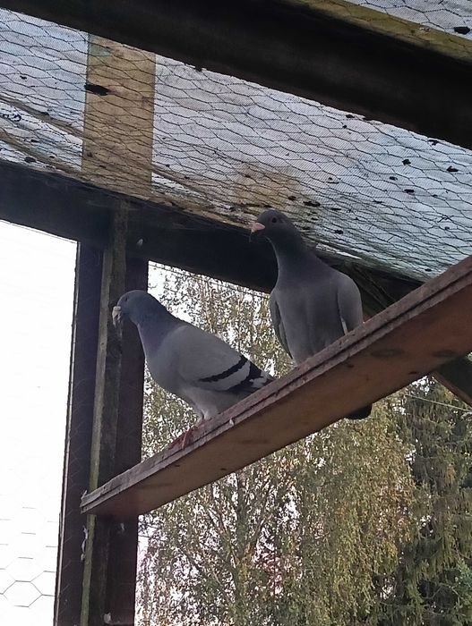 Gołębie staropolskie