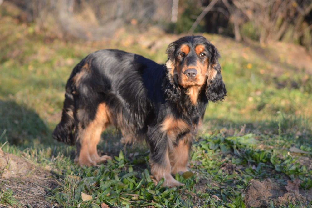 cocker spaniel angielski samiec dorosły