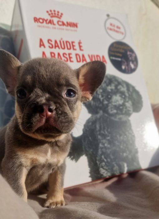 Bulldog francês linhagem superior