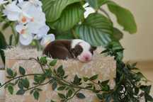 Border collie brązowo- biały