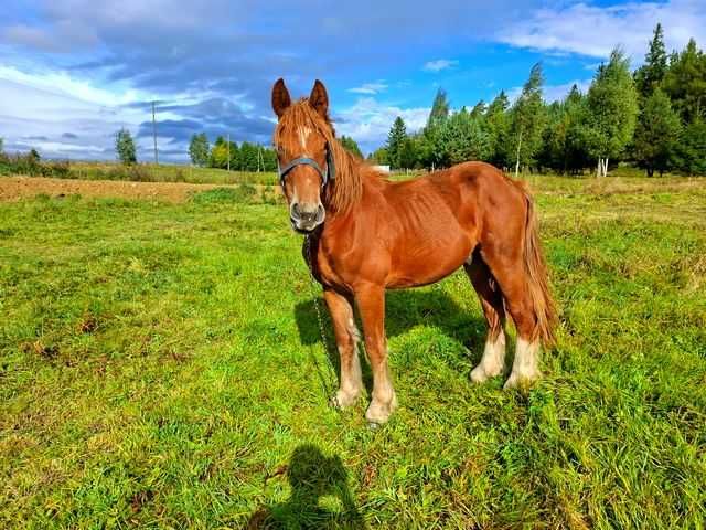 Sprzedam ogierka zimnokrwistego