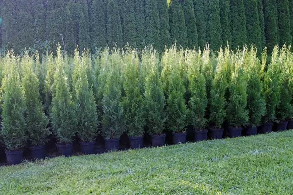 Tuja Szmaragd Szmaragdowa Tuje Szmaragdy 90CM Wys hodowane w doniczce