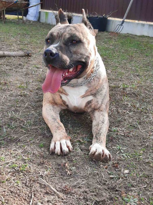 Вязка амстафф, хлопчик запрошує наречених