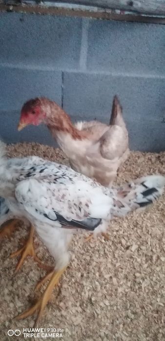 Vendo trio de índios gigantes