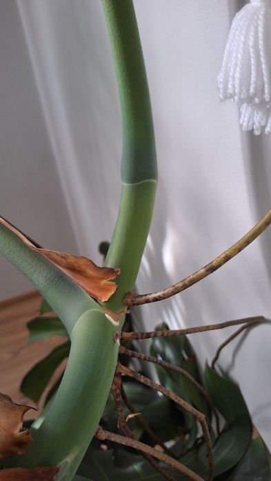 Monstera deliciosa dziurawa 14 dużych liści