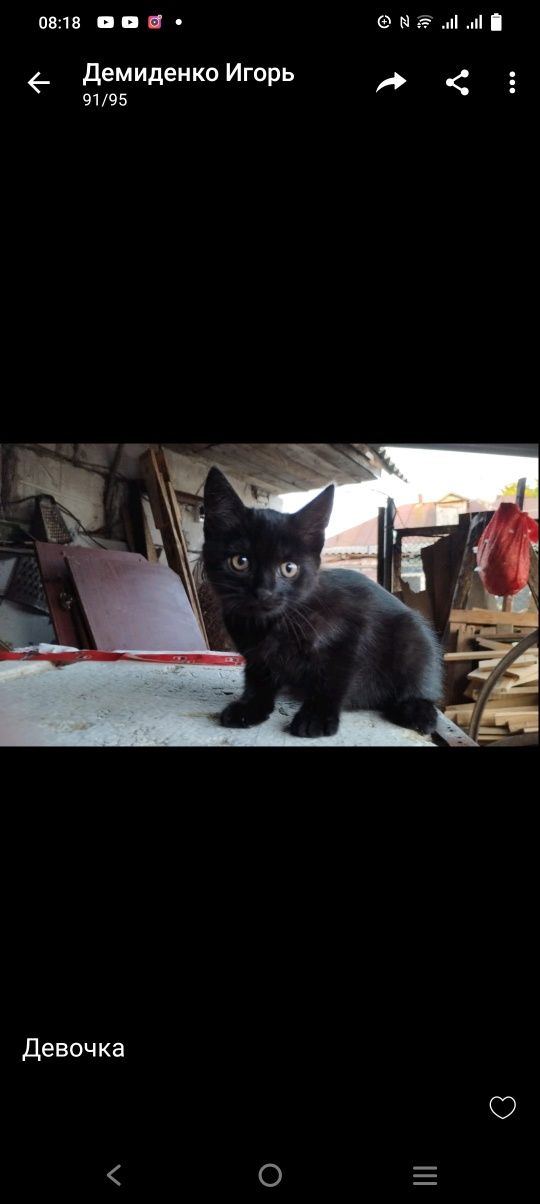 Котята дівчата та мальчики