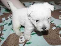 West Highland White Terrier sunia