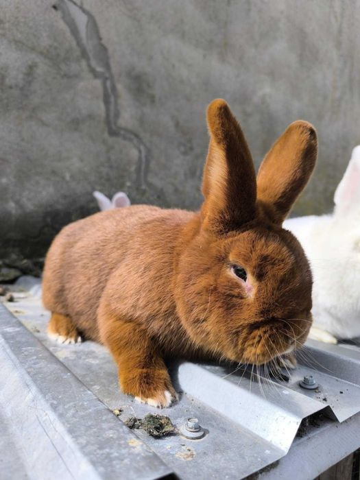 Króliki Nowozelandzkie Czerwone