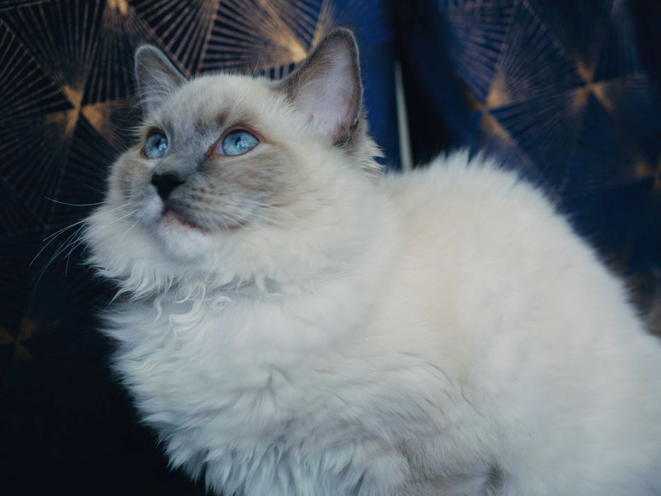 Ragdoll piękna kotka po Championie ,FPL,FIFE