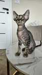 Kocurek Devon Rex