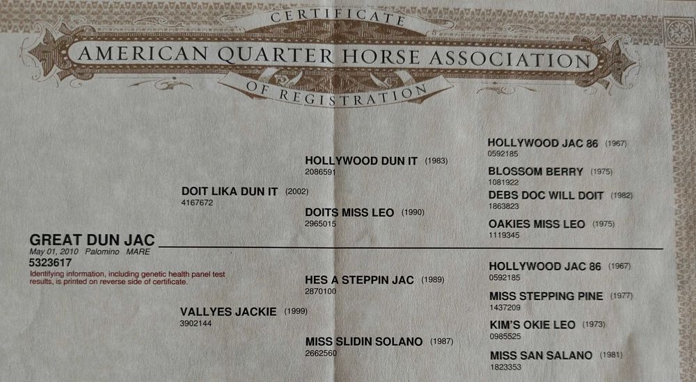 Źrebna klacz AQH, American Quarter Horse