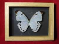Motyl w ramce / gablotce 17 x 22 cm . Morpho luna - 135 mm .