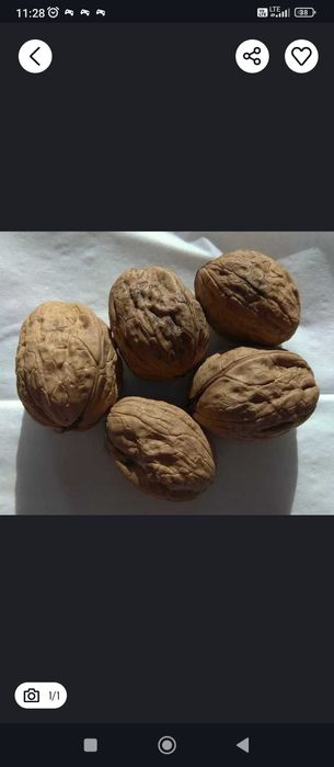 Orzechy włoskie ekologiczne 10 kg