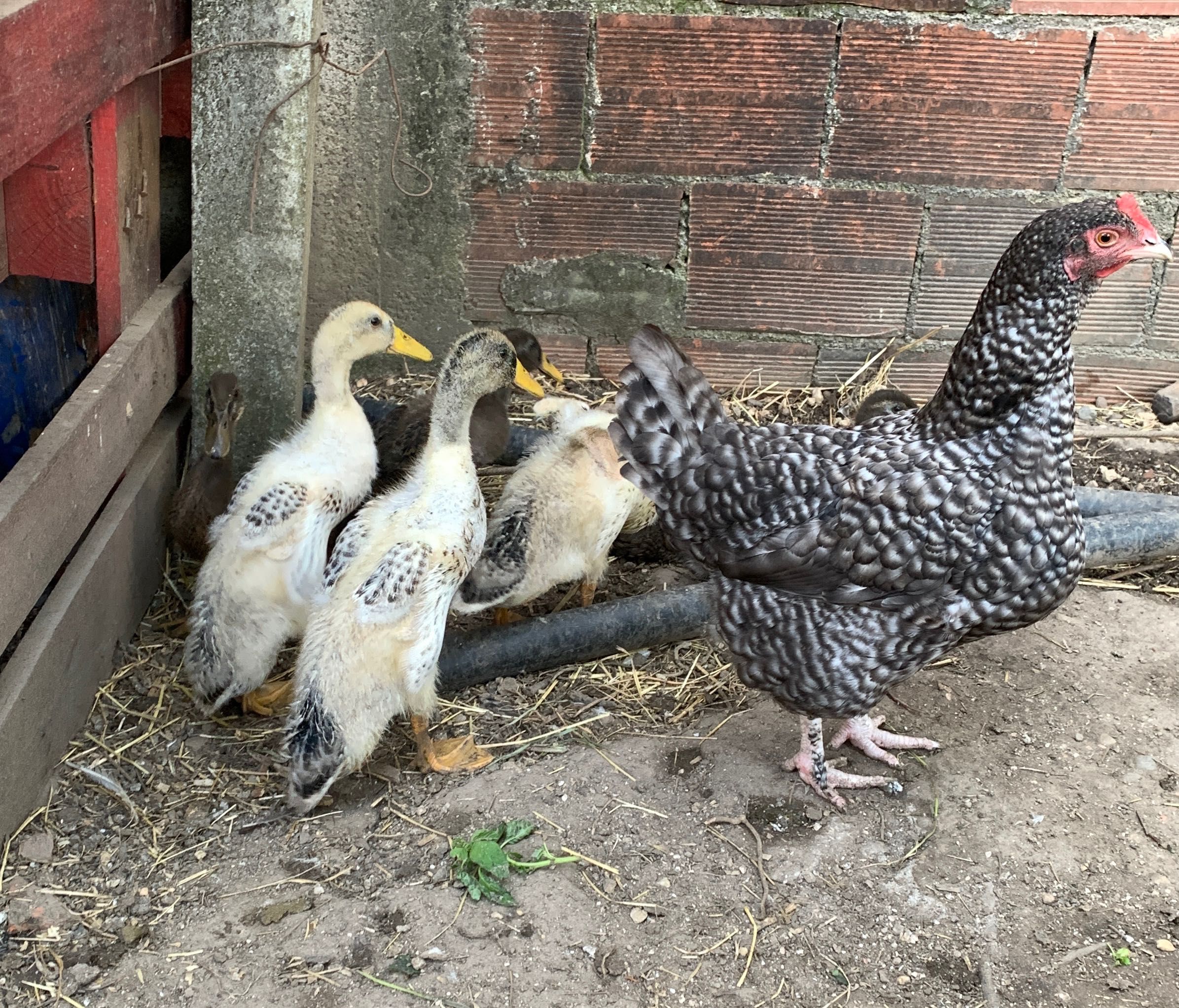 Patos Indianos Corredores  com 1,5 meses